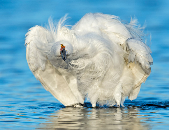 Snowy_egret_Belmar_2015_4