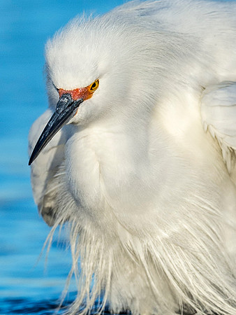 Snowy_egret_Belmar_2015_5