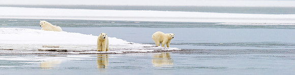 Polar_bear_12
