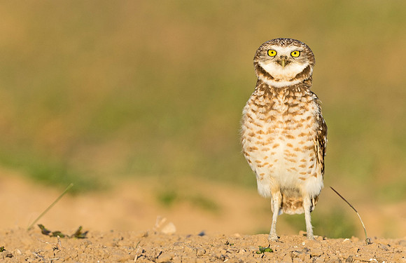 Burrowing_owls_2015_7
