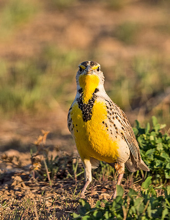 Western_meadowlark_2015_1