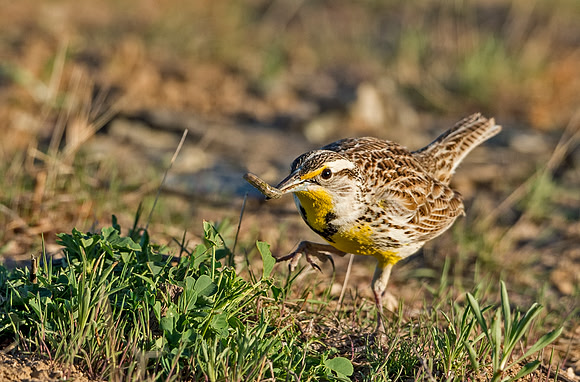 Western_meadowlark_2015_2