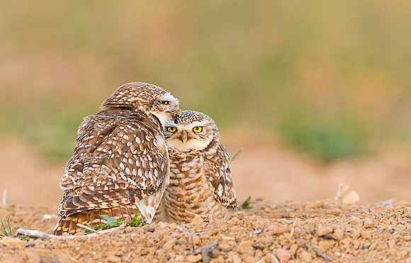 Burrowing_owls_2015_1