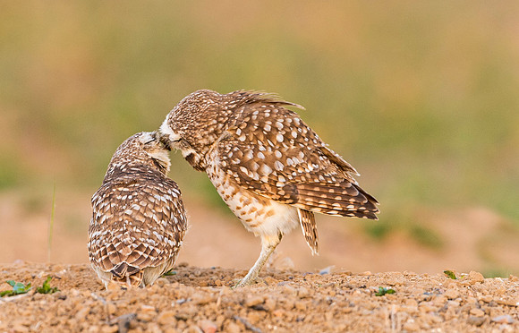 Burrowing_owls_2015_2