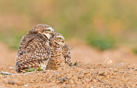Burrowing_owls_2015_3