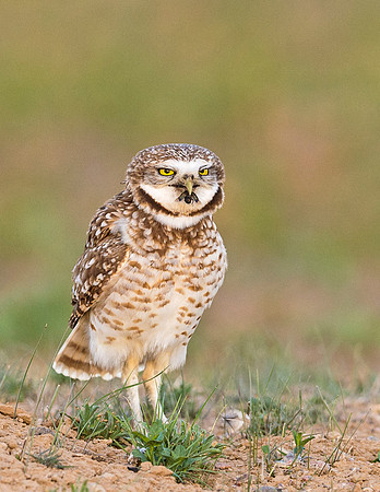 Burrowing_owls_2015_4