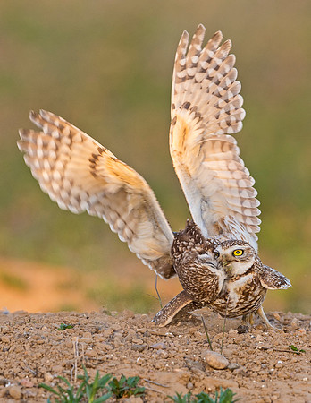 Burrowing_owls_2015_5