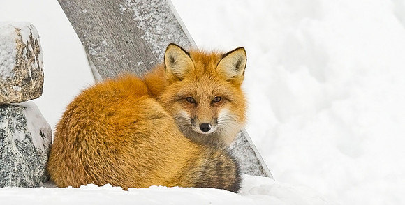 Red_fox_39