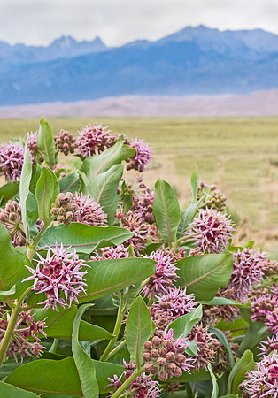 Great_Sand_Dunes_11