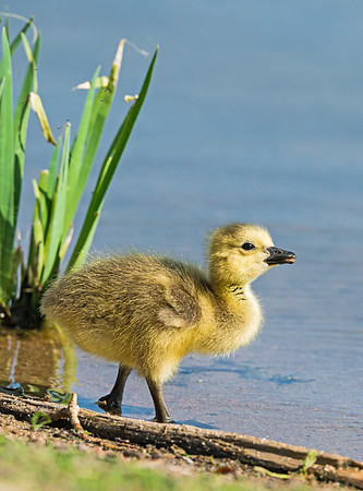 Gosling_1