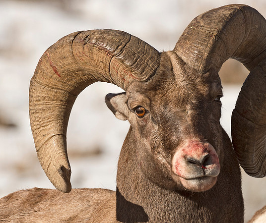Bighorn_Ram_Battle_Shoshone_3