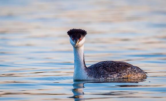 Western_grebe_Sloans_2015_1