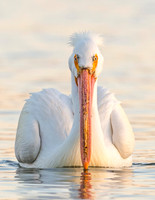 American_white_pelican_Sloans_2015_14