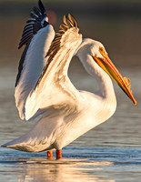 American_white_pelican_Sloans_2015_15
