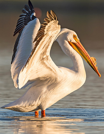 American_white_pelican_Sloans_2015_15