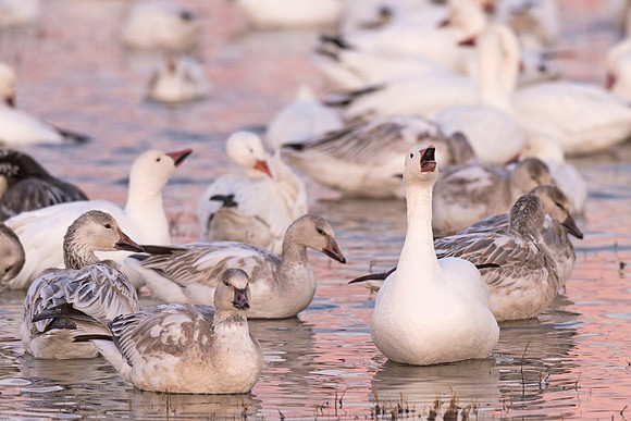 Snow_goose_calling_1