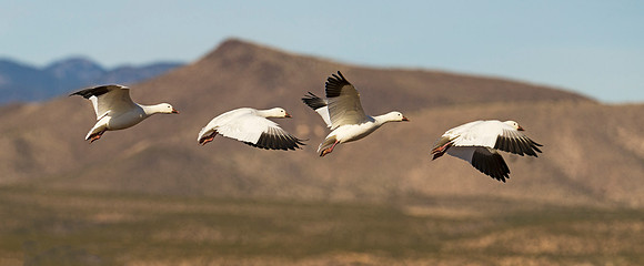 Snow Goose Flight Sequence 1