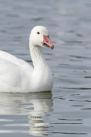 Snow_goose_portrait_1