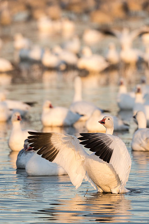 Snow_goose_wing_flap_1