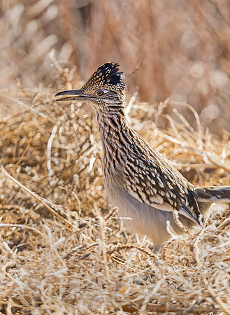 Roadrunner_BDANWR_1