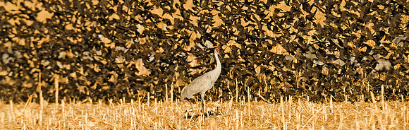Sandhill_crane_and_Starlings_Bosque_2014_1