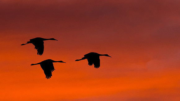 Sandhill_Crane_Bosque_14_1
