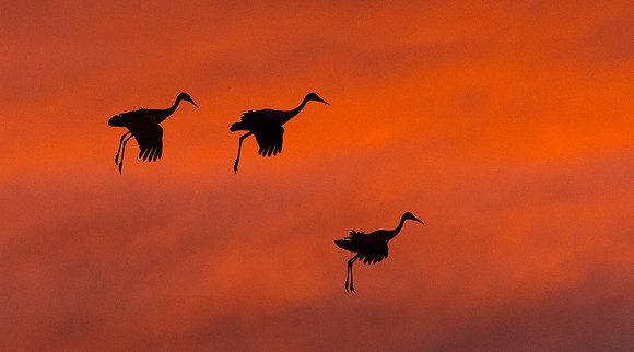 Sandhill_Crane_Bosque_14_2