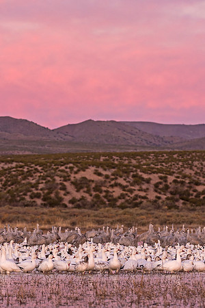 Snow_geese_cranes_sunrise_1