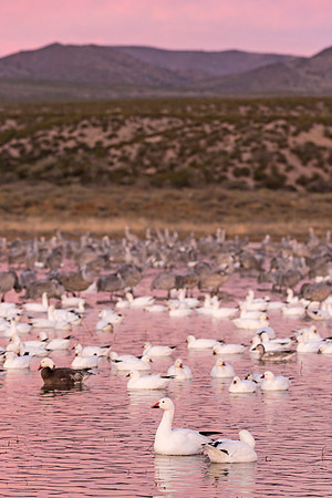 Snow_geese_cranes_sunrise_2