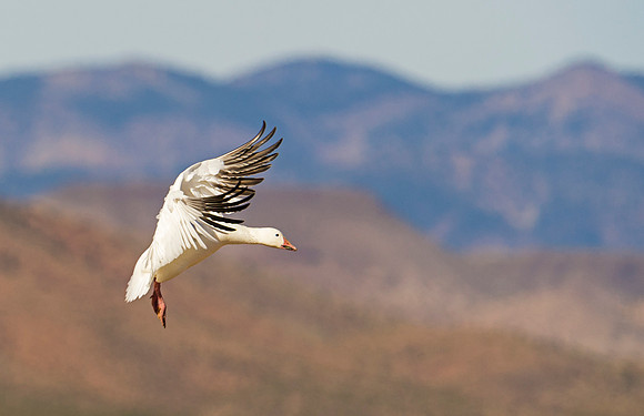 Snow_goose_BDANWR_1