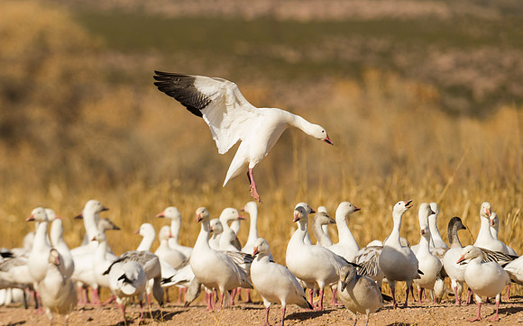 Snow_goose_BDANWR_2