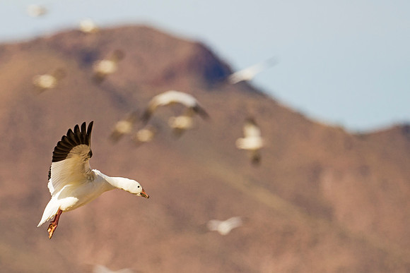 Snow_goose_BDANWR_3