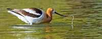 American_avocet_Belmar_2015_1