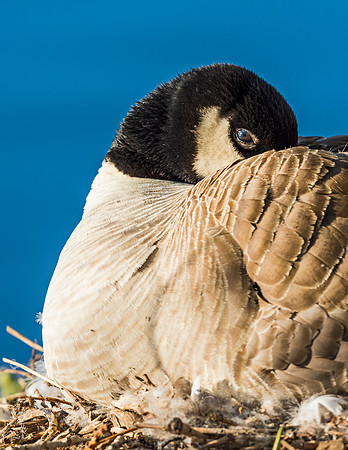 Canada_goose_Belmar_2015_1