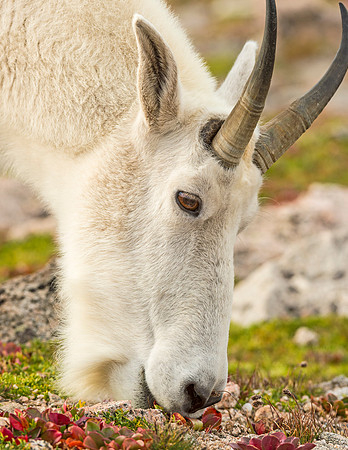Mountain_goat_Mt_Evans_2015_8