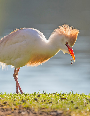 Cattle_egret_City_Park_2015_4
