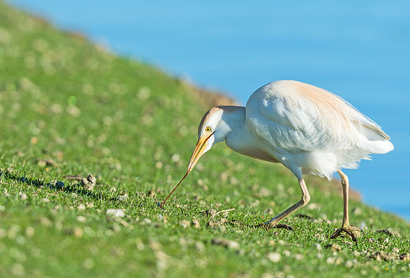 Cattle_egret_City_Park_2015_2