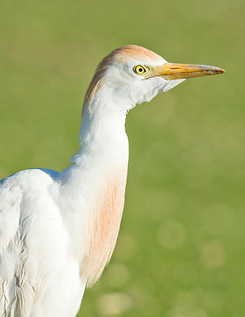 Cattle_egret_City_Park_2015_3