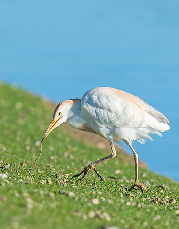 Cattle_egret_City_Park_2015_1