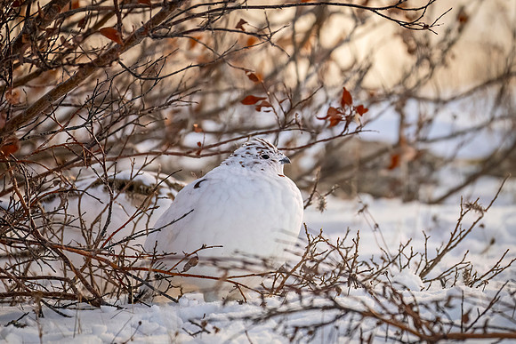 Willow_ptarmigan_CH_2024_3