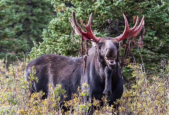 Shedding Velvet