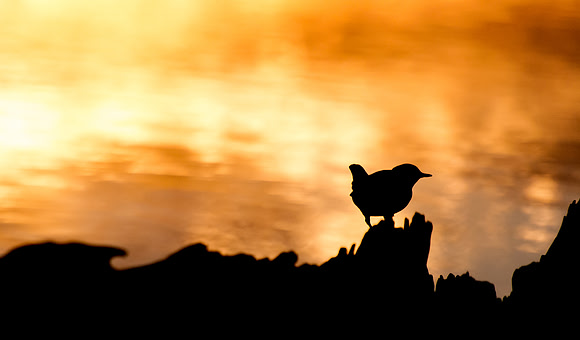 American_Dipper_Silhouette