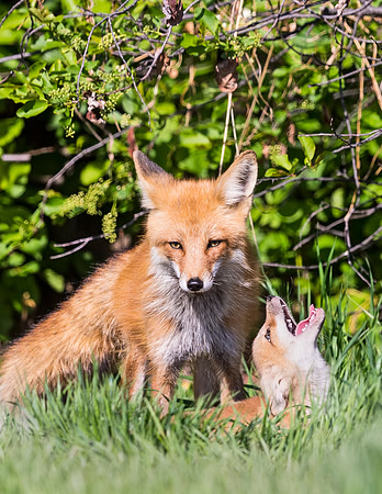 Red_Fox_Loveland_2015_7