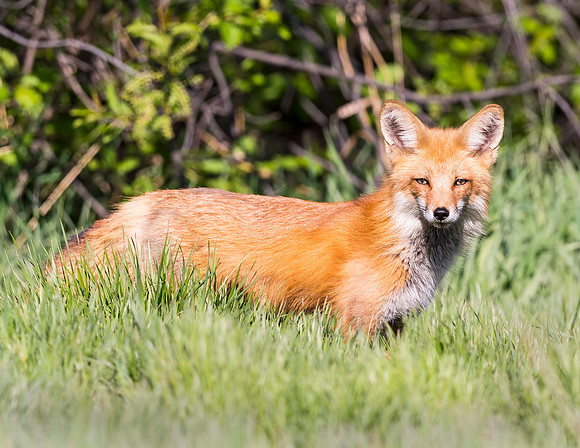 Red_Fox_Loveland_2015_1