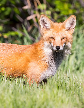Red_Fox_Loveland_2015_2