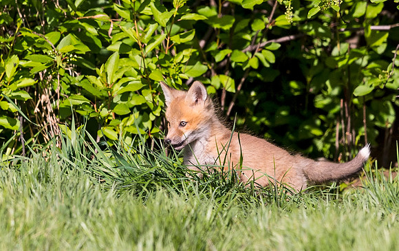Red_Fox_Loveland_2015_3