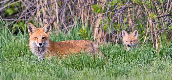 Red_Fox_Loveland_2015_4
