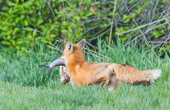 Red_Fox_Loveland_2015_5