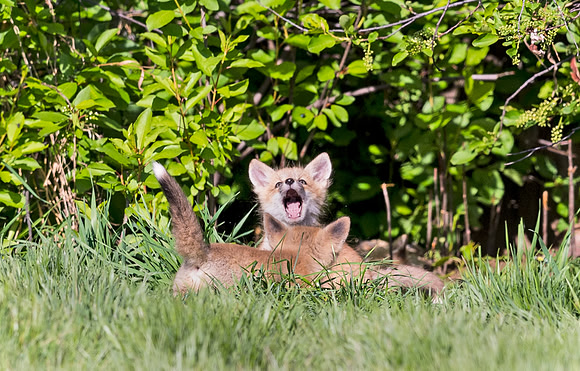 Red_Fox_Loveland_2015_6
