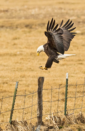 Bald_eagle_38
